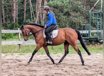 Englisches Vollblut, Stute, 4 Jahre, 162 cm, Brauner