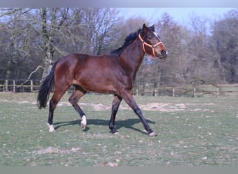 Engels volbloed, Merrie, 4 Jaar, 162 cm, Bruin