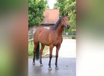 Engels volbloed, Merrie, 4 Jaar, 163 cm, Bruin