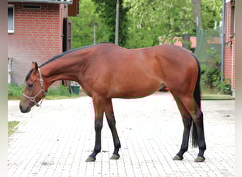 Engels volbloed, Merrie, 4 Jaar, 163 cm, Bruin