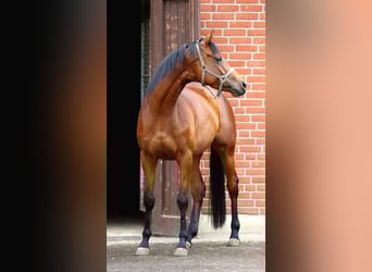 Engels volbloed, Merrie, 4 Jaar, 163 cm, Bruin
