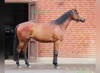 Engels volbloed, Merrie, 4 Jaar, 163 cm, Bruin