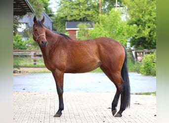 Engels volbloed, Merrie, 4 Jaar, 163 cm, Bruin