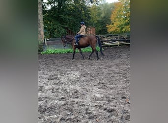 Engels volbloed, Merrie, 4 Jaar, 165 cm, Bruin