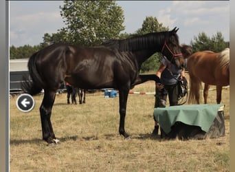 Engels volbloed, Merrie, 5 Jaar, 155 cm, Zwartbruin