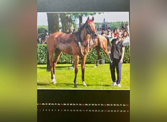 Engels volbloed, Merrie, 5 Jaar, 160 cm, Bruin