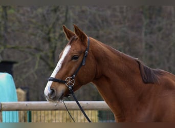 Engels volbloed, Merrie, 5 Jaar, 163 cm, Donkere-vos