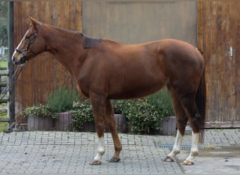 Engels volbloed, Merrie, 5 Jaar, 163 cm, Donkere-vos