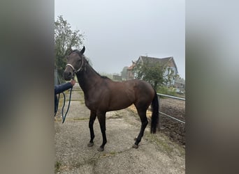 Engels volbloed, Merrie, 5 Jaar, Bruin