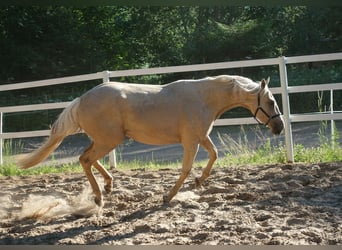 Engels volbloed, Merrie, 6 Jaar, 160 cm, Palomino