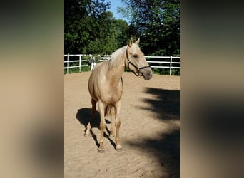 Engels volbloed, Merrie, 6 Jaar, 160 cm, Palomino