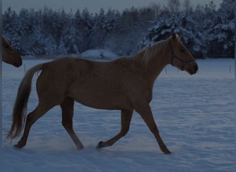 Engels volbloed, Merrie, 6 Jaar, 160 cm, Palomino