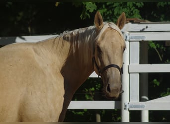 Engels volbloed, Merrie, 6 Jaar, 160 cm, Palomino