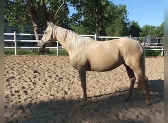 Engels volbloed, Merrie, 6 Jaar, 160 cm, Palomino