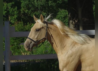 Engels volbloed, Merrie, 6 Jaar, 160 cm, Palomino