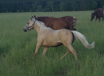 Engels volbloed, Merrie, 6 Jaar, 160 cm, Palomino