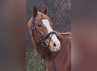 Engels volbloed, Merrie, 6 Jaar, 160 cm, Vos