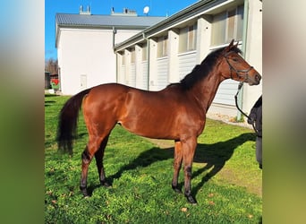 Engels volbloed, Merrie, 7 Jaar, 160 cm, Bruin