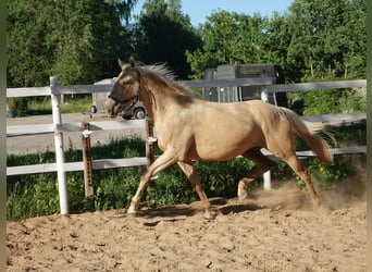 Engels volbloed, Merrie, 7 Jaar, 160 cm, Palomino