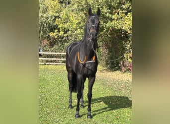 Engels volbloed, Merrie, 7 Jaar, 162 cm, Zwartbruin