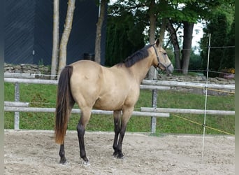 Engels volbloed, Merrie, 7 Jaar, 163 cm, Buckskin