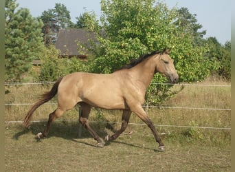 Engels volbloed, Merrie, 7 Jaar, 163 cm, Buckskin