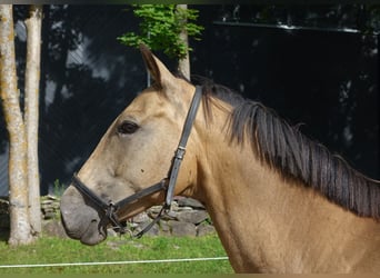 Engels volbloed, Merrie, 7 Jaar, 163 cm, Buckskin