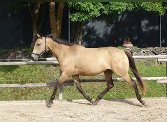 Engels volbloed, Merrie, 7 Jaar, 163 cm, Buckskin