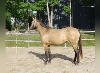 Engels volbloed, Merrie, 7 Jaar, 163 cm, Buckskin