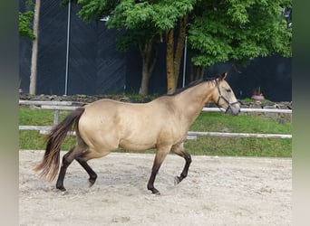 Engels volbloed, Merrie, 7 Jaar, 163 cm, Buckskin