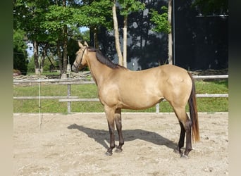 Engels volbloed, Merrie, 7 Jaar, 164 cm, Buckskin