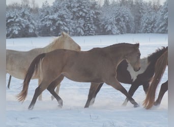 Engels volbloed, Merrie, 7 Jaar, 164 cm, Buckskin