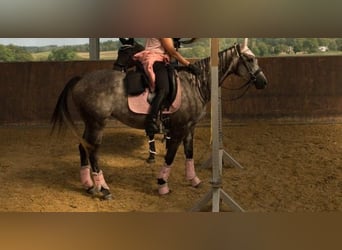 Engels volbloed, Merrie, 7 Jaar, 164 cm, Zwartschimmel