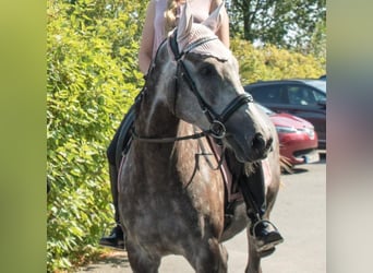 Engels volbloed, Merrie, 7 Jaar, 164 cm, Zwartschimmel