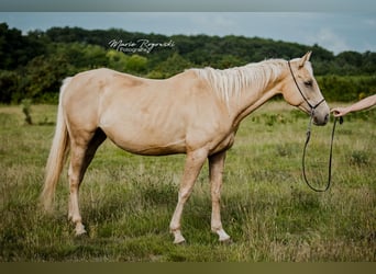 Engels volbloed, Merrie, 8 Jaar, 157 cm, Palomino