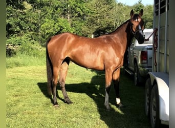 Engels volbloed Mix, Merrie, 9 Jaar, 157 cm, Roodbruin