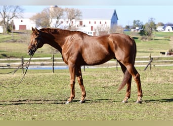 Engels volbloed, Ruin, 15 Jaar, 170 cm, Donkere-vos