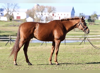Engels volbloed, Ruin, 16 Jaar, 170 cm, Donkere-vos