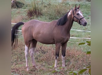 Engels volbloed Mix, Ruin, 3 Jaar, 153 cm, Gevlekt-paard