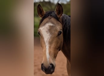 Engels volbloed Mix, Ruin, 3 Jaar, 153 cm, Gevlekt-paard