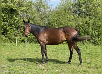 Engels volbloed, Ruin, 4 Jaar, 162 cm, Bruin