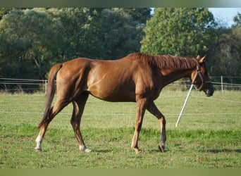 Engels volbloed, Ruin, 4 Jaar, 163 cm, Vos