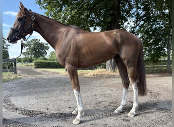 Engels volbloed, Ruin, 4 Jaar, 164 cm, Vos