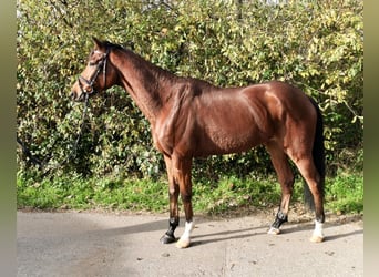 Engels volbloed, Ruin, 4 Jaar, 167 cm, Bruin