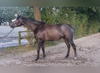 Engels volbloed, Ruin, 4 Jaar, 169 cm, Zwartschimmel