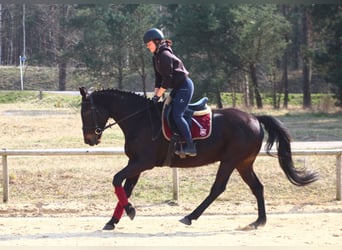 Engels volbloed Mix, Ruin, 5 Jaar, 163 cm, Zwartbruin