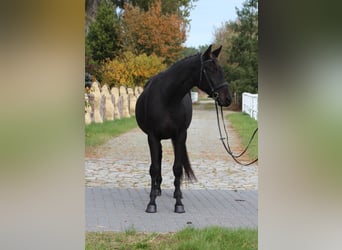 Engels volbloed Mix, Ruin, 5 Jaar, 163 cm, Zwartbruin