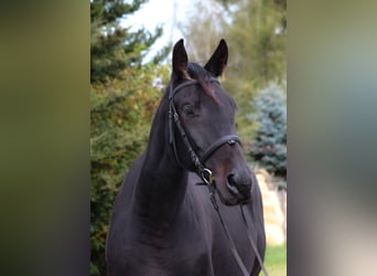 Engels volbloed Mix, Ruin, 5 Jaar, 163 cm, Zwartbruin