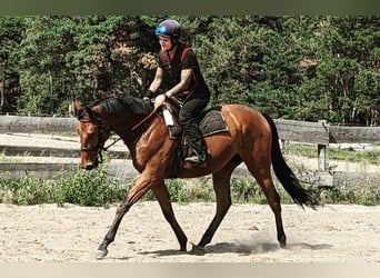 Engels volbloed, Ruin, 5 Jaar, 165 cm, Bruin