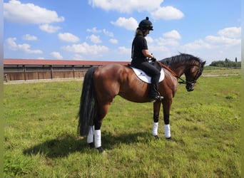 Engels volbloed, Ruin, 5 Jaar, 166 cm, Bruin